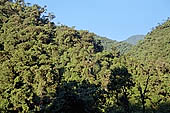 The cloud forest near the Cock of the Rock leks in the Manu reserve 